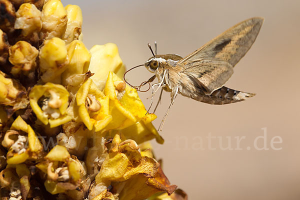 Linienschwärmer (Hyles livornica)