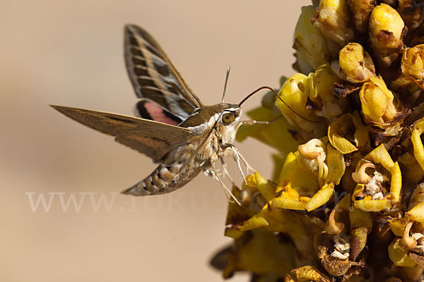 Linienschwärmer (Hyles livornica)