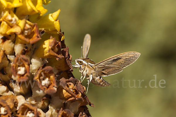 Linienschwärmer (Hyles livornica)