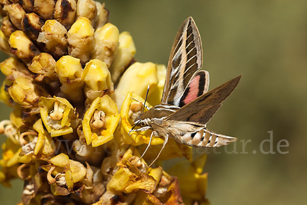 Linienschwärmer (Hyles livornica)