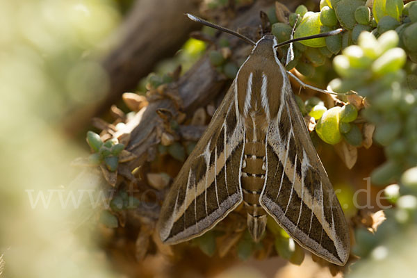 Linienschwärmer (Hyles livornica)