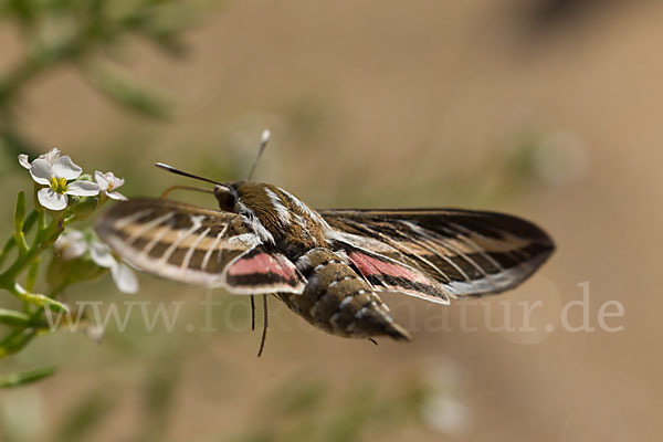 Linienschwärmer (Hyles livornica)