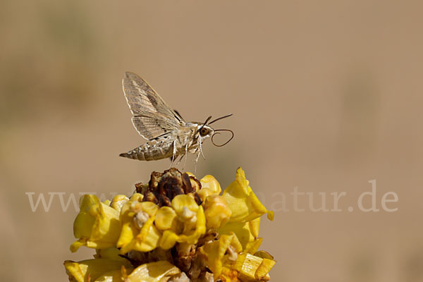 Linienschwärmer (Hyles livornica)