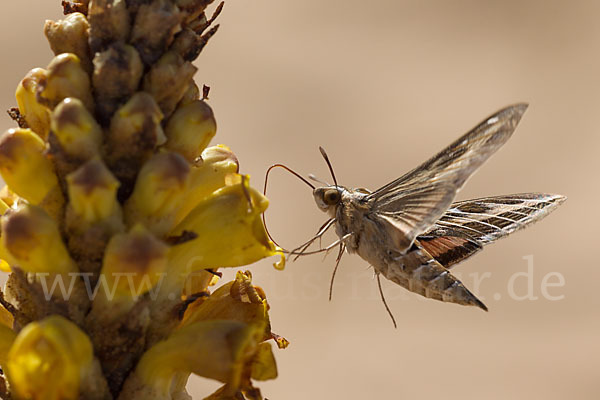 Linienschwärmer (Hyles livornica)