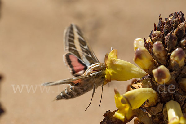 Linienschwärmer (Hyles livornica)