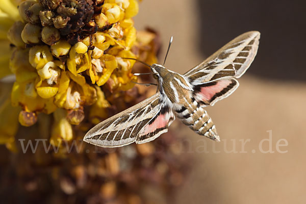 Linienschwärmer (Hyles livornica)