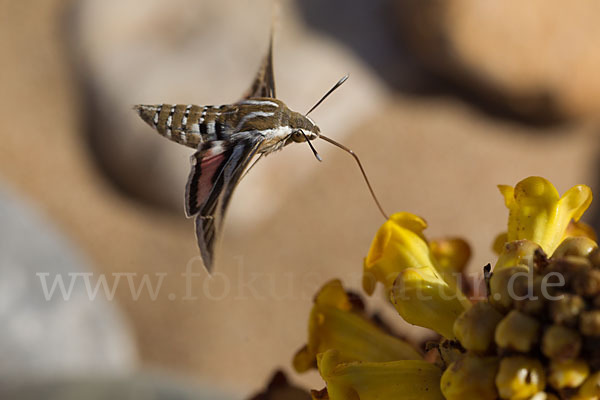 Linienschwärmer (Hyles livornica)