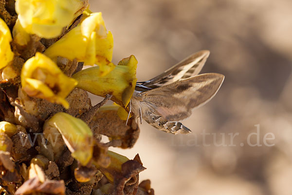 Linienschwärmer (Hyles livornica)