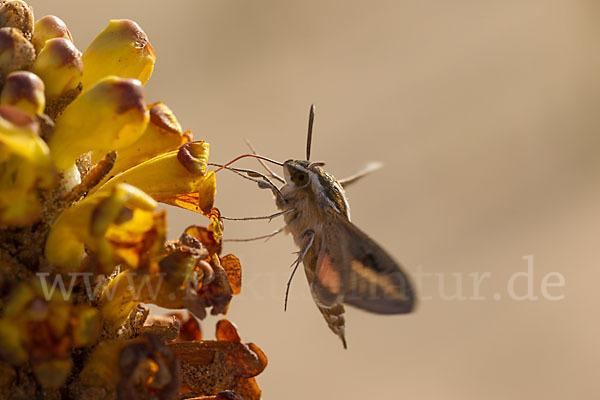 Linienschwärmer (Hyles livornica)