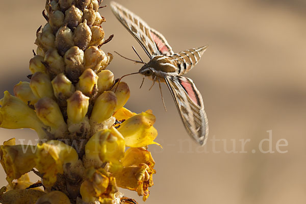 Linienschwärmer (Hyles livornica)