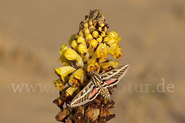 Linienschwärmer (Hyles livornica)