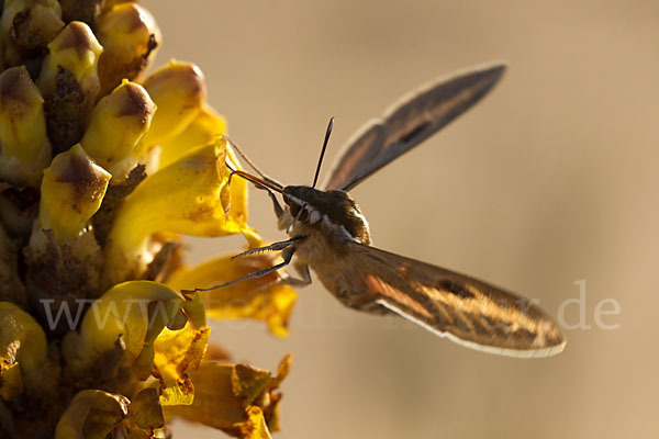 Linienschwärmer (Hyles livornica)