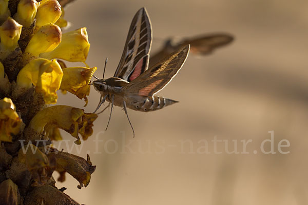 Linienschwärmer (Hyles livornica)