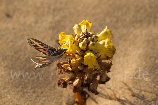 Linienschwärmer (Hyles livornica)