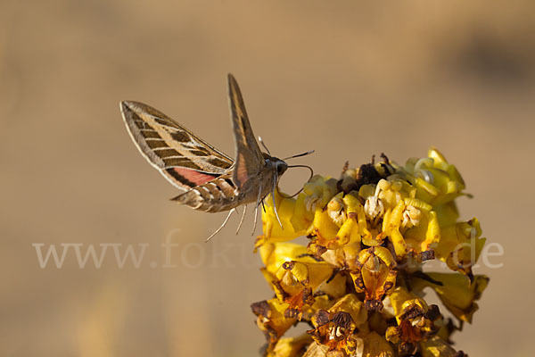 Linienschwärmer (Hyles livornica)