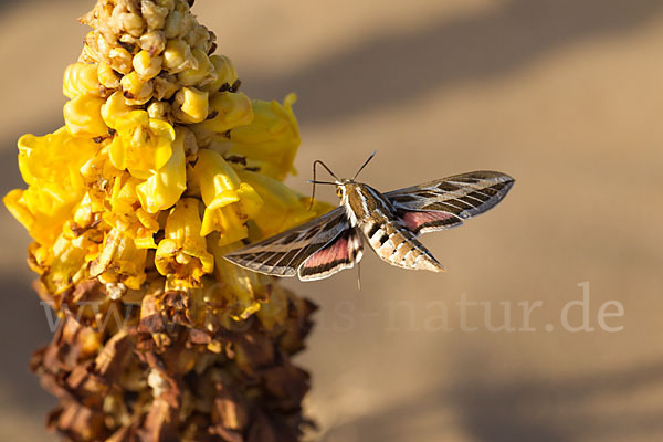 Linienschwärmer (Hyles livornica)