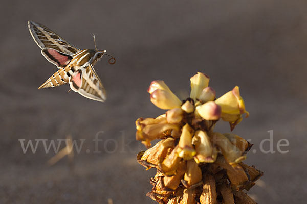 Linienschwärmer (Hyles livornica)