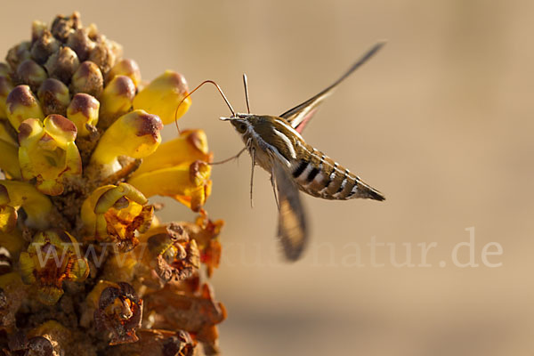 Linienschwärmer (Hyles livornica)