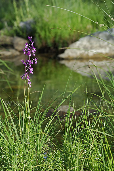 Lockerblütiges Knabenkraut (Orchis laxiflora)