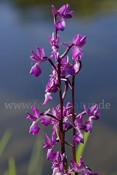 Lockerblütiges Knabenkraut (Orchis laxiflora)