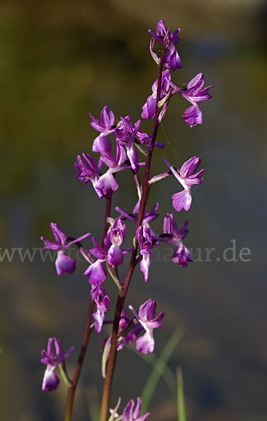 Lockerblütiges Knabenkraut (Orchis laxiflora)