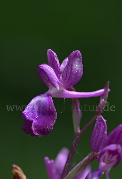 Lockerblütiges Knabenkraut (Orchis laxiflora)