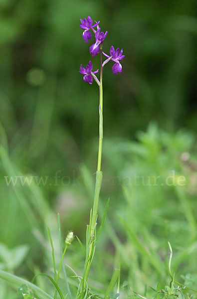 Lockerblütiges Knabenkraut (Orchis laxiflora)