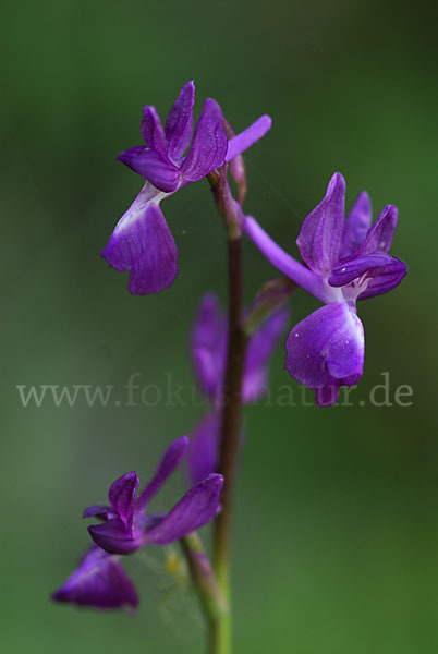 Lockerblütiges Knabenkraut (Orchis laxiflora)