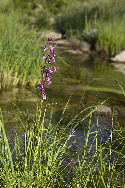 Lockerblütiges Knabenkraut (Orchis laxiflora)