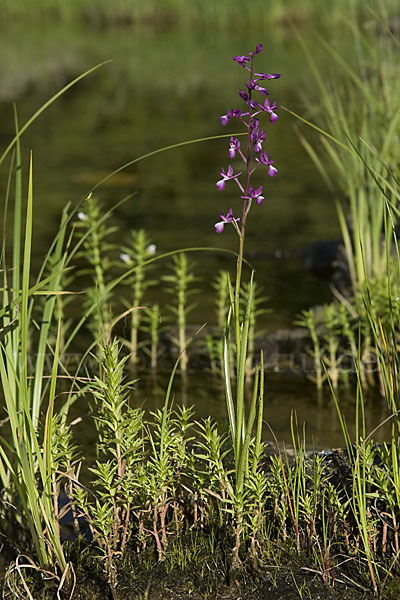 Lockerblütiges Knabenkraut (Orchis laxiflora)