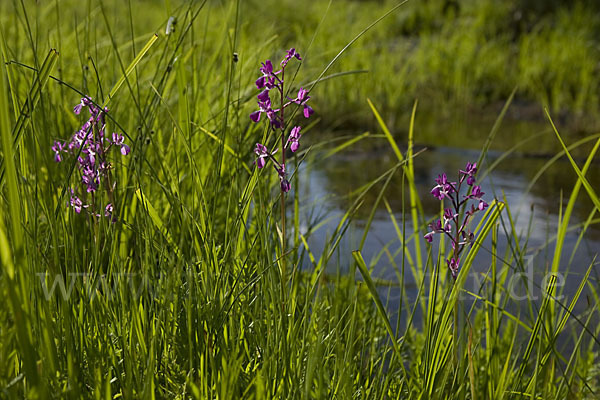 Lockerblütiges Knabenkraut (Orchis laxiflora)