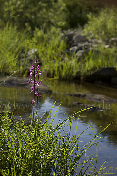 Lockerblütiges Knabenkraut (Orchis laxiflora)