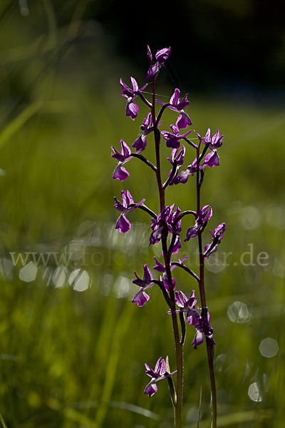 Lockerblütiges Knabenkraut (Orchis laxiflora)