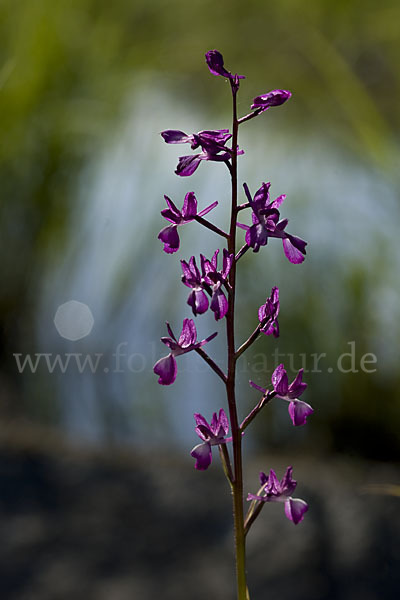 Lockerblütiges Knabenkraut (Orchis laxiflora)