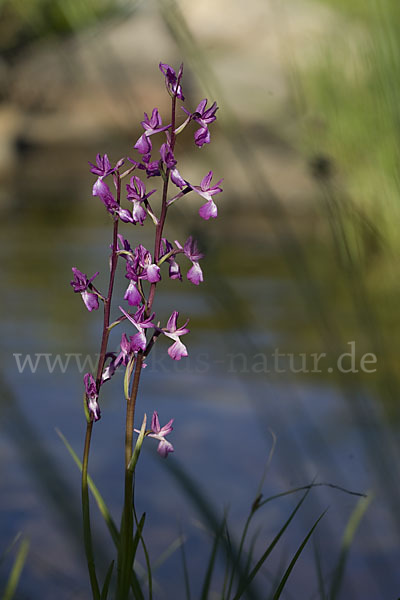 Lockerblütiges Knabenkraut (Orchis laxiflora)