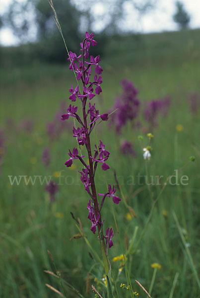 Lockerblütiges Knabenkraut (Orchis laxiflora)