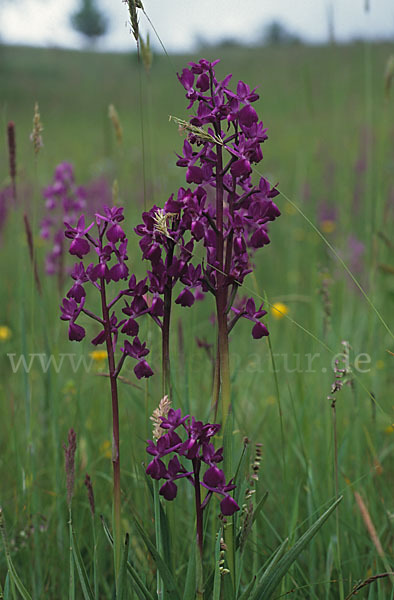 Lockerblütiges Knabenkraut (Orchis laxiflora)