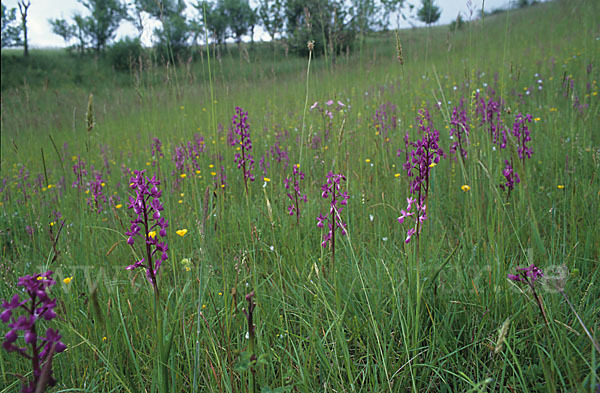 Lockerblütiges Knabenkraut (Orchis laxiflora)