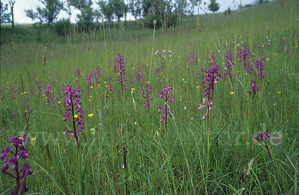 Lockerblütiges Knabenkraut (Orchis laxiflora)