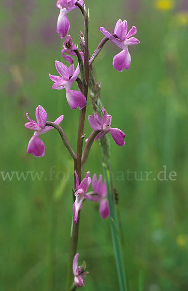 Lockerblütiges Knabenkraut (Orchis laxiflora)