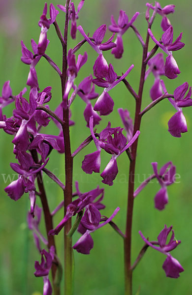 Lockerblütiges Knabenkraut (Orchis laxiflora)