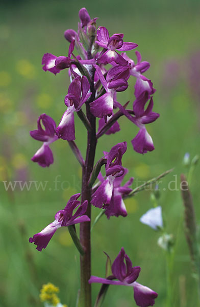 Lockerblütiges Knabenkraut (Orchis laxiflora)