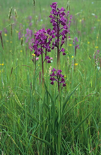 Lockerblütiges Knabenkraut (Orchis laxiflora)