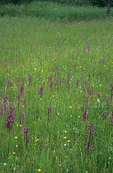 Lockerblütiges Knabenkraut (Orchis laxiflora)