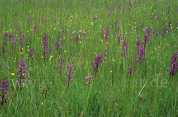 Lockerblütiges Knabenkraut (Orchis laxiflora)