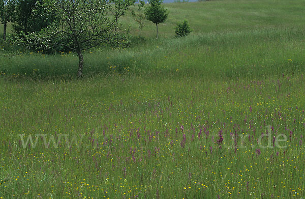 Lockerblütiges Knabenkraut (Orchis laxiflora)