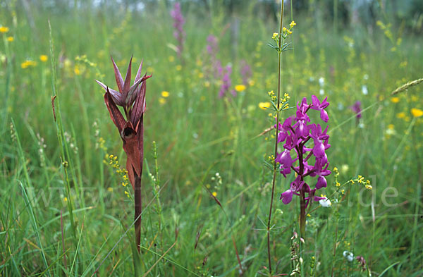 Lockerblütiges Knabenkraut (Orchis laxiflora)
