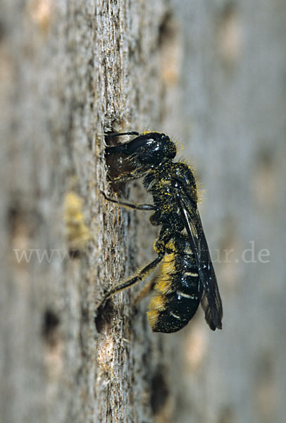 Löcherbiene (Heriades truncorum)