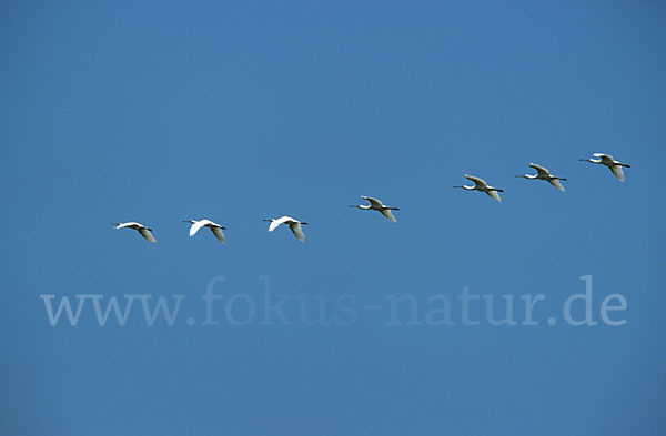 Löffler (Platalea leucorodia)