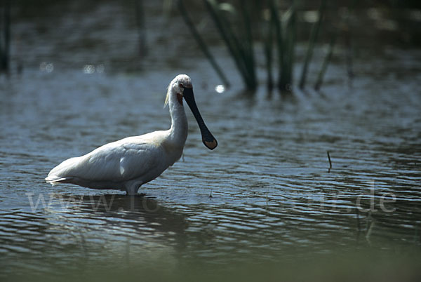 Löffler (Platalea leucorodia)